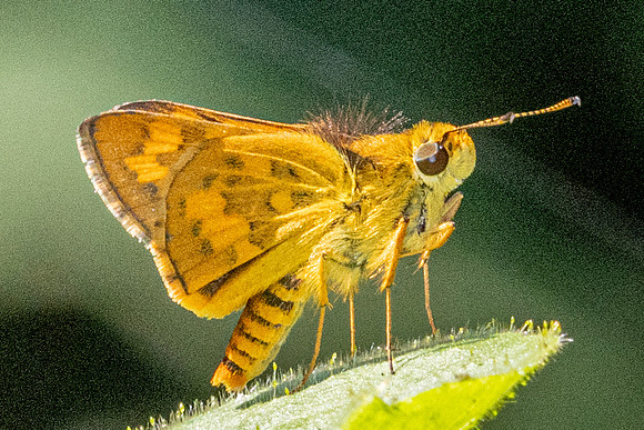 Potanthus omaha id--4517
