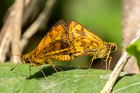 Potanthus omaha-3783
