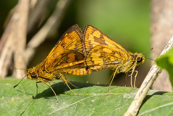 Potanthus omaha-3783