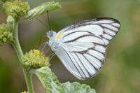 Appias libythea-4358 - Hua Hin - 5/12/25