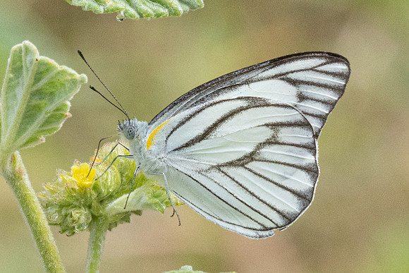 Appias libythea-4359 - Hua Hin -  5/12/25