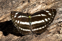 Neptis soma-2475