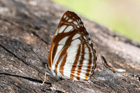 Neptis soma-2465