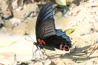Papilio agenor-5380 - Kaeng Krachan (330m) - 8/12/25