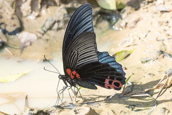 Papilio agenor-5380 - Kaeng Krachan (330m) - 8/12/25