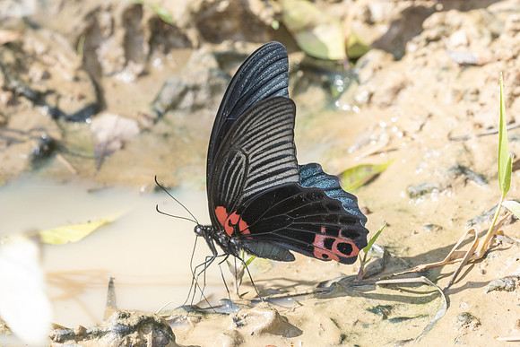 Papilio agenor-5377- Kaeng Krachan (330m) - 8/12/25