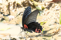 Papilio agenor-5373- Kaeng Krachan (330m) - 8/12/25