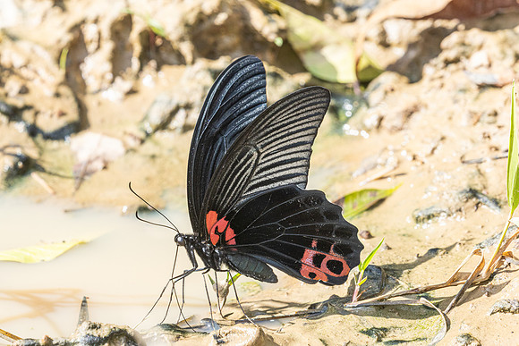 Papilio agenor-5373- Kaeng Krachan (330m) - 8/12/25