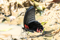 Papilio agenor-5372 - Kaeng Krachan (330m) - 8/12/25