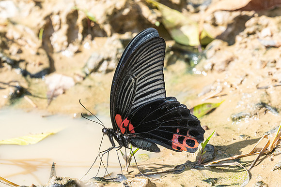 Papilio agenor-5372 - Kaeng Krachan (330m) - 8/12/25