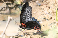 Papilio agenor-5382 - Kaeng Krachan (330m) - 8/12/25