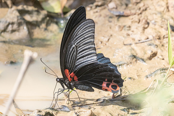 Papilio agenor-5382 - Kaeng Krachan (330m) - 8/12/25