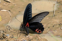 Papilio agenor-5353- Kaeng Krachan (330m) - 8/12/25