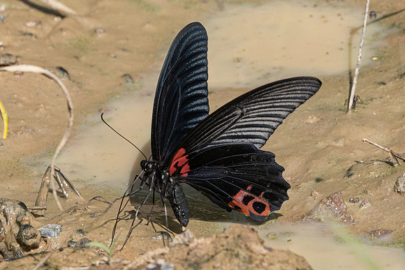Papilio agenor-5353- Kaeng Krachan (330m) - 8/12/25