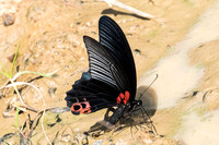 Papilio agenor-5348- Kaeng Krachan (330m) - 8/12/25