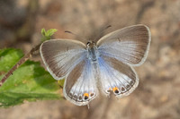 Euchrysops cnejus-5548