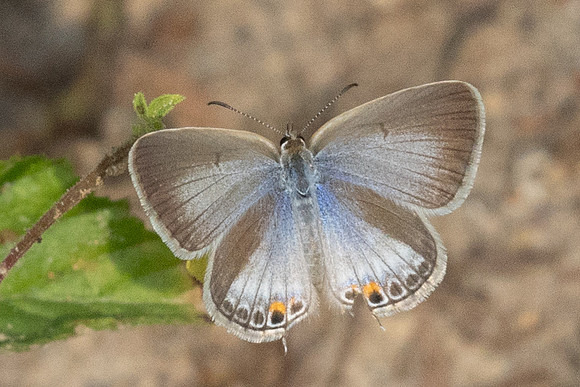 Euchrysops cnejus-5548