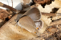 Euchrysops cnejus-5545