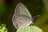 Euchrysops cnejus-3526