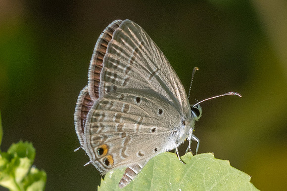 Euchrysops cnejus-3526