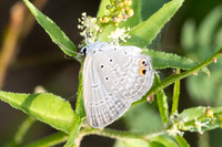 Euchrysops cnejus-5555