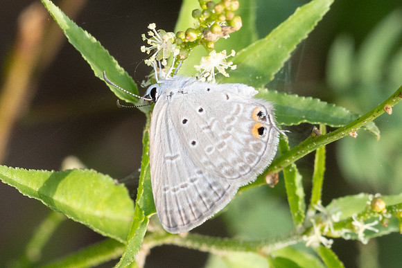 Euchrysops cnejus-5555