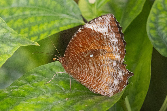 Elymnias hypermnestra-4375