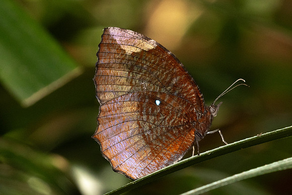 Elymnias hypermnestra-4875