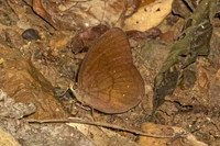 Faunis canens-4226 - Kaeng Krachan - 4/12/25