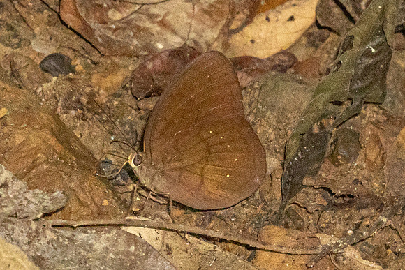 Faunis canens-4226 - Kaeng Krachan - 4/12/25