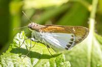 Iton semamora-1396