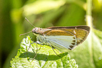 Iton semamora-1399