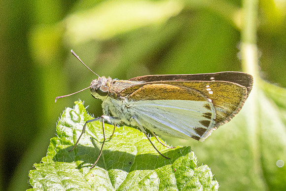 Iton semamora-1399
