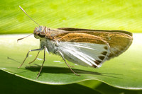 Iton semamora-1415