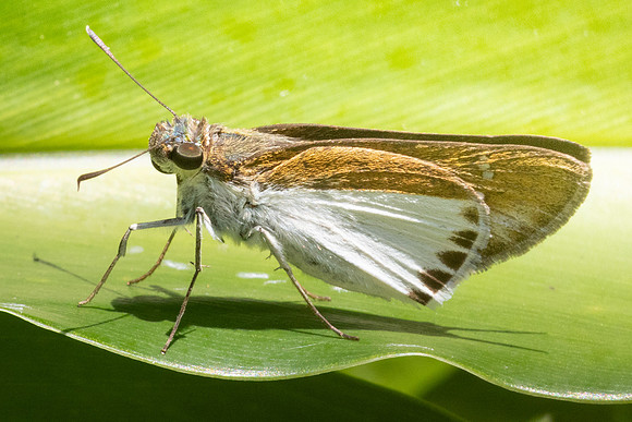 Iton semamora-1415