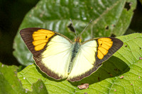Ixias pyrene-2882