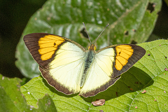 Ixias pyrene-2882