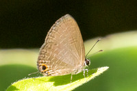 Jamides bochus-1019 - Chiang Dao - 25/11/25