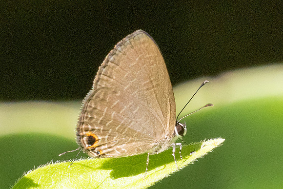 Jamides bochus-1019 - Chiang Dao - 25/11/25