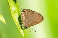 Jamides bochus-1031 - Chiang Dao - 25/11/25