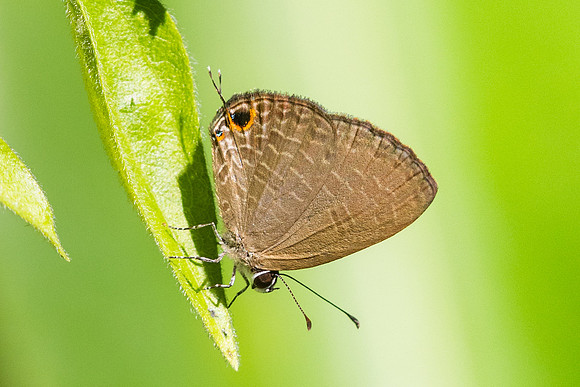 Jamides bochus-1031 - Chiang Dao - 25/11/25