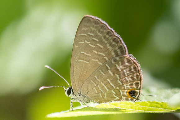 Jamides bochus-1078 - Chiang Dao - 25/11/25