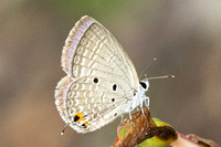 Luthrodes pandava-6021