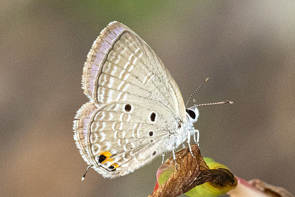 Luthrodes pandava-6021