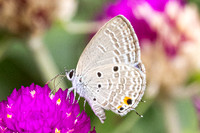 Luthrodes pandava-6035