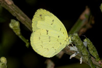 Eurema ada-2405