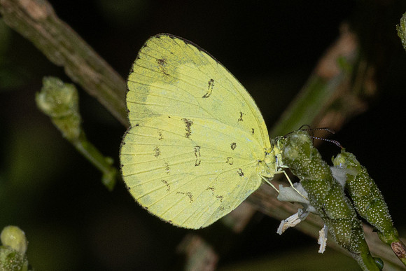 Eurema ada-2405