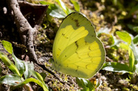 Eurema ada id--2337