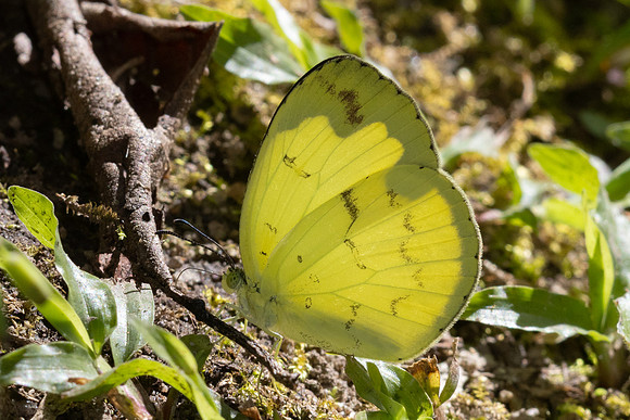 Eurema ada id--2337