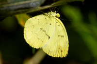 Eurema ada-0327